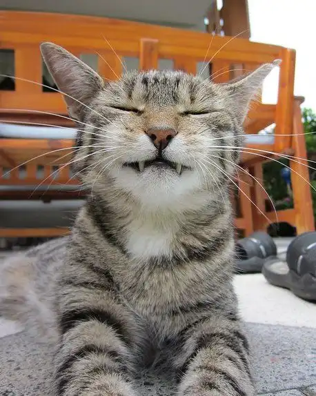 Кошаки часть 2