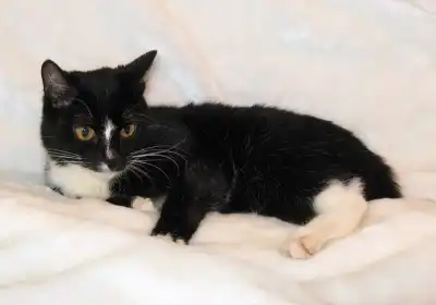 Чудный котик в заботливые ручки!