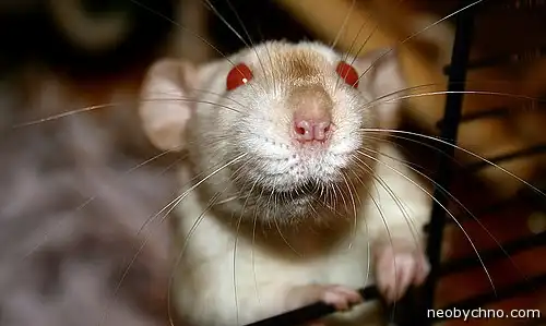 Топ 7 необычных технологий создания киборгов из животных. Часть 1.