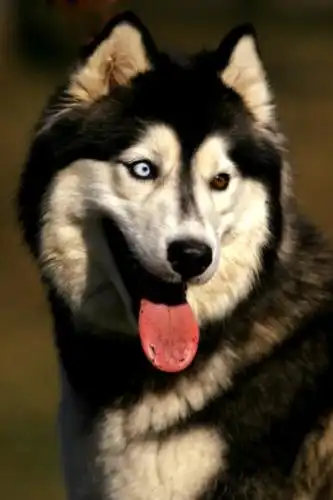 Чем отличаются аляскинский маламут и сибирский хаски?