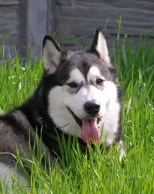 Чем отличаются аляскинский маламут и сибирский хаски?