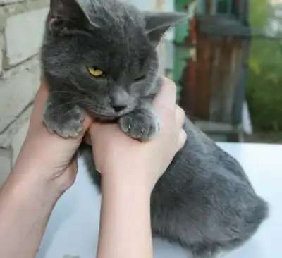 Ласковая дымчатая короткошерстная кошка