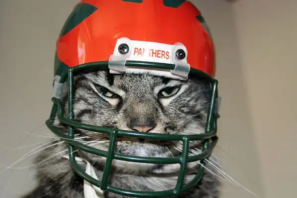 Смешные животные, позирующие для фотографии