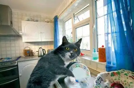 Чудо, а не кот)