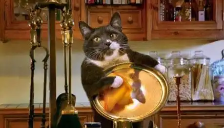 Чудо, а не кот)