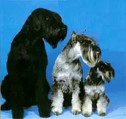 Шнауцеры- карликовый, стандартный и гиганский!