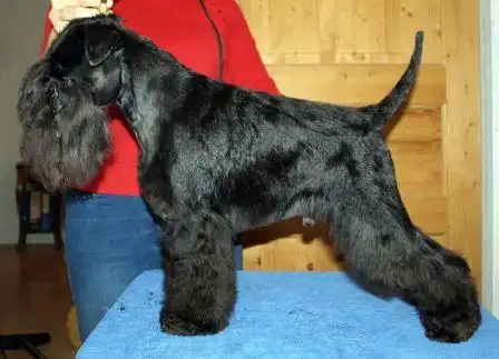 Шнауцеры- карликовый, стандартный и гиганский!