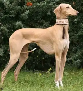 Такие разные борзые!