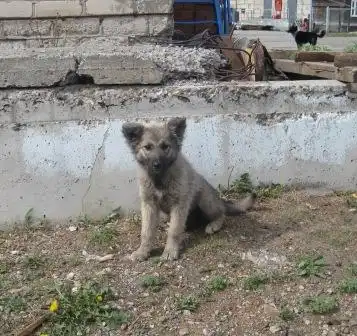Крупные охранники-щенки