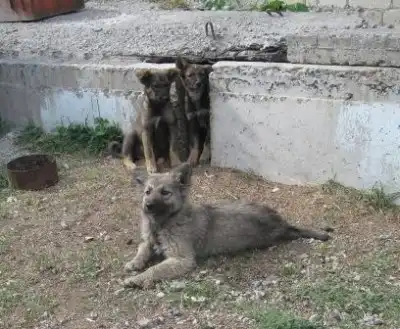 Крупные охранники-щенки