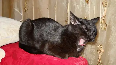 Черная кошка