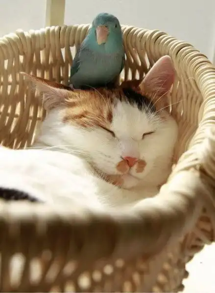 Чем закончится эта дружба?