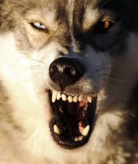 Милые зубки