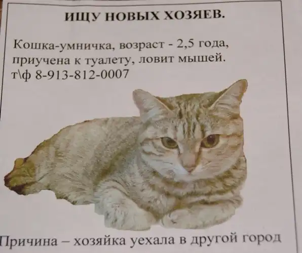 Красивая кошка,мышеловка.2,5 года.