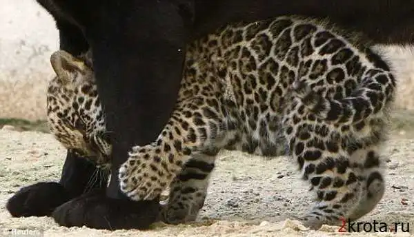 Очаровательное семейство