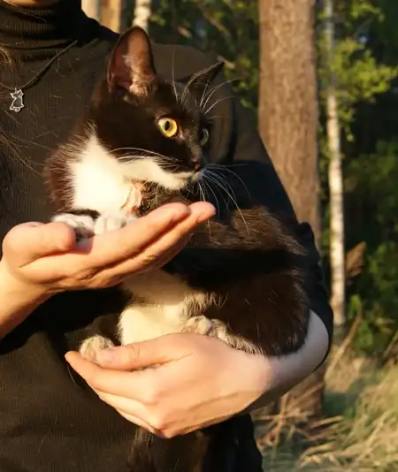 Кошка с хорошим чувством кошачьего "Я". 1,5г:)