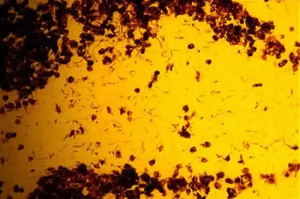 Необычная картина за 35 000$