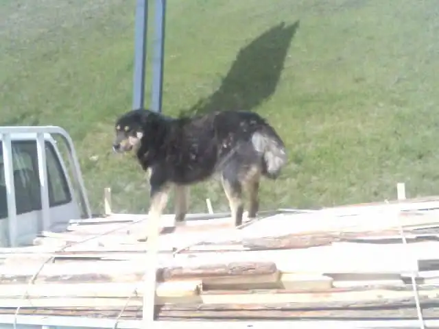 Собака едет по мосту в Томске!!!