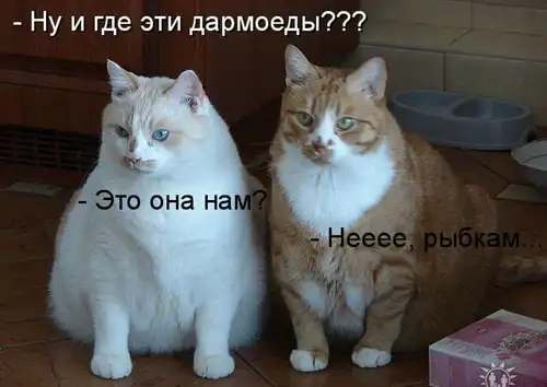 Котоматрицы