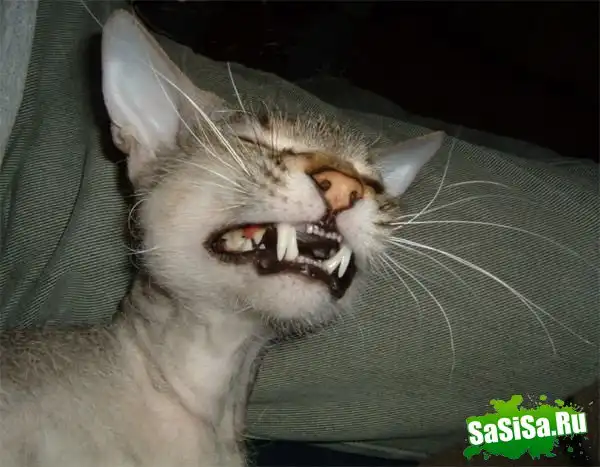 ЗАБАВНЫЕ ЖИВОТНЫЕ