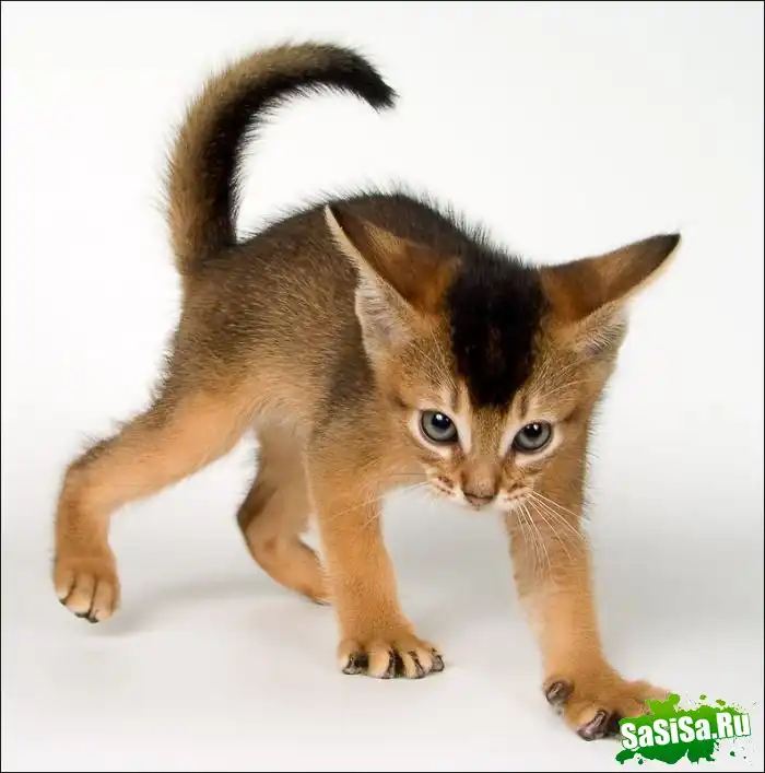 ЗАБАВНЫЕ ЖИВОТНЫЕ