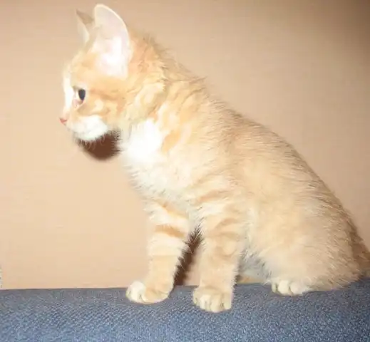 Рыженькое чудо девочка в заботливые ручки!