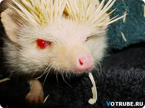 Необычные существа ч.2.