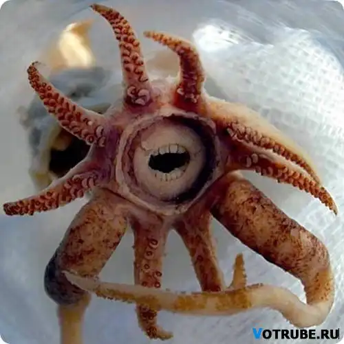 Необычные существа ч.2.