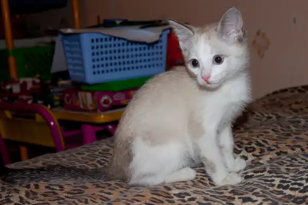 Котенок из руин