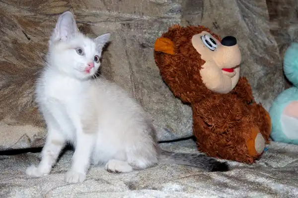 Котенок из руин