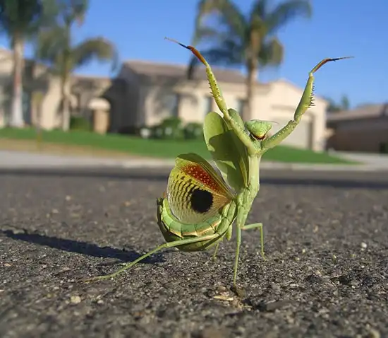 Животные со странным сексуальным поведением