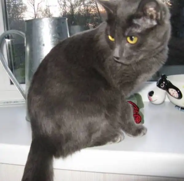 Кошка, похожая на русскую голубую, ищет любящего хозяина!