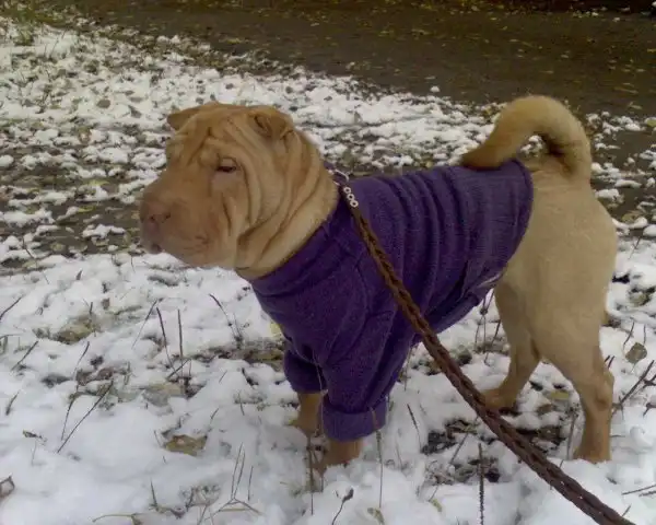 Отдаю шарпея и тоя