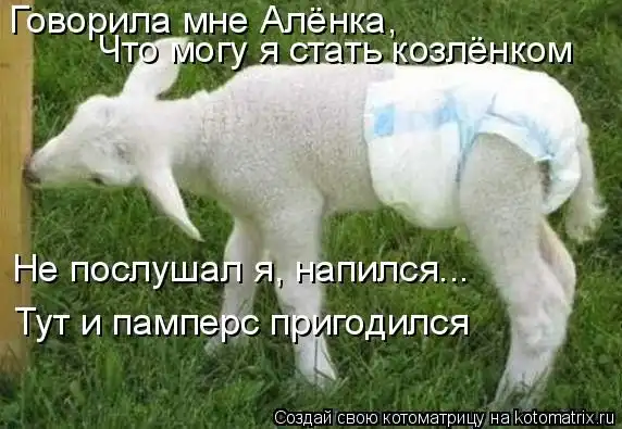 Забавные животные