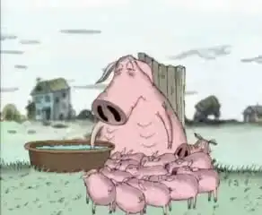 Жизнь поросёнка