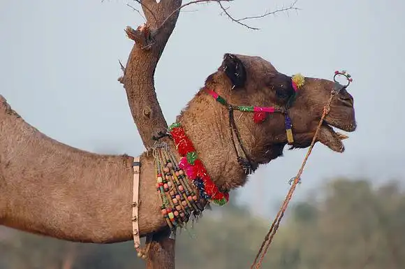 Интересное о верблюдах