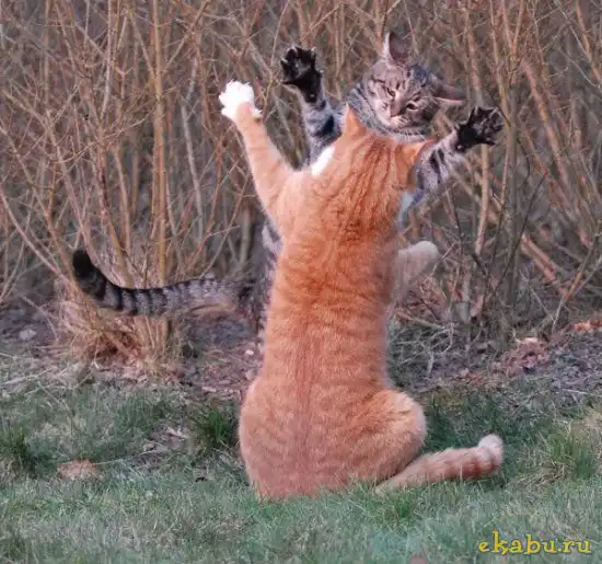 Кошачья битва