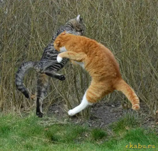 Кошачья битва