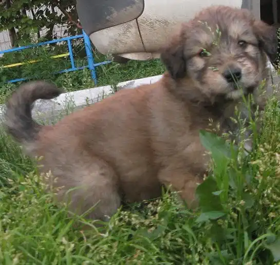 Крупный пушистый щенок