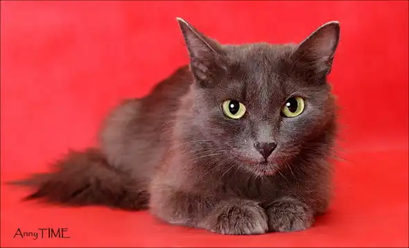 Замурчательная дымока в любящий дом!