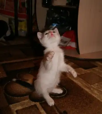 Забавная Алиска. 2 мес. (котенок) в добрые руки!!!