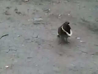 Счастливый голубь