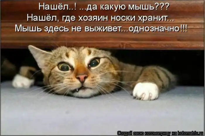 Лучшие котоматрицы недели