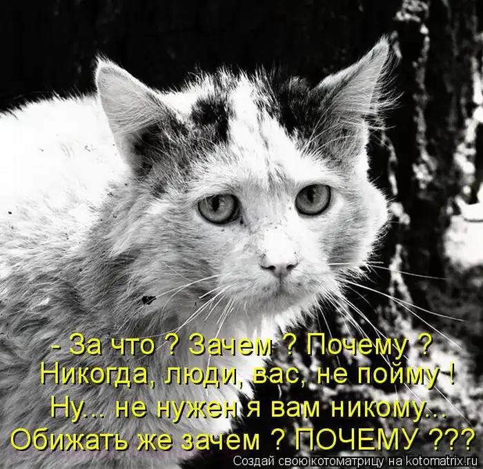 Лучшие котоматрицы недели