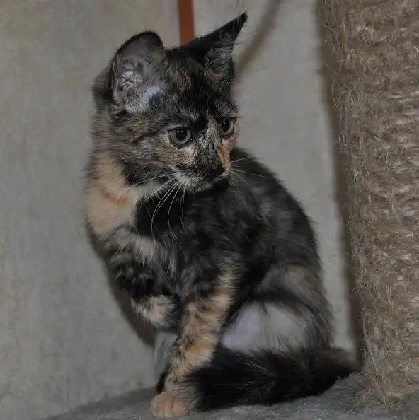 Черепашка - котёнок 2,5 месяца. Красивая, умная и ласковая:)