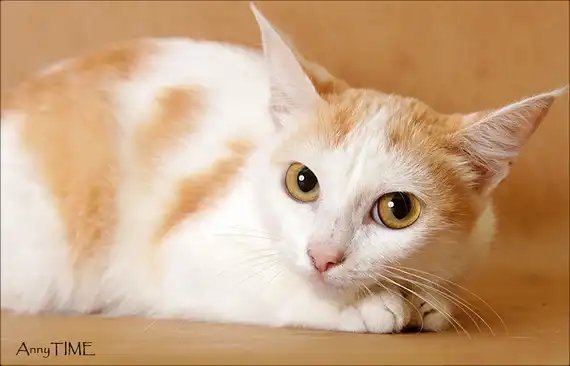 Белка рыжуля