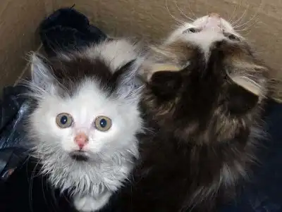 пушистые комочки ищут дом!