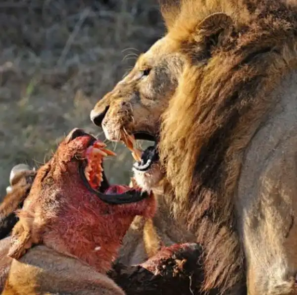 Хищники и жертвы