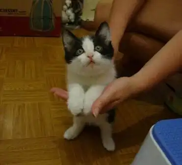 Котенок-девочка месяца 2, толстопопая игрушка, ищет дом!