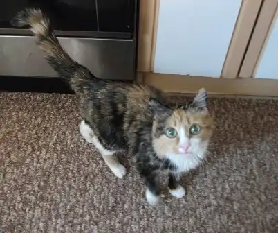 "Черепаховая" киска НУЖДАЕТСЯ в доме!!! Глухая.